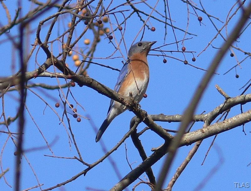 Eastern Bluebird 011208 023